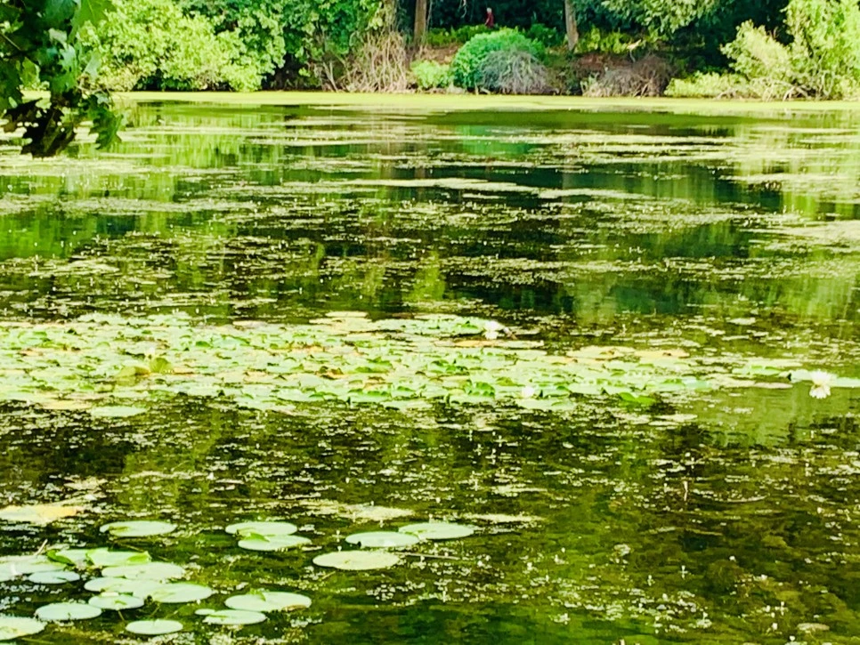 IMG_1227.jpg?type=w966