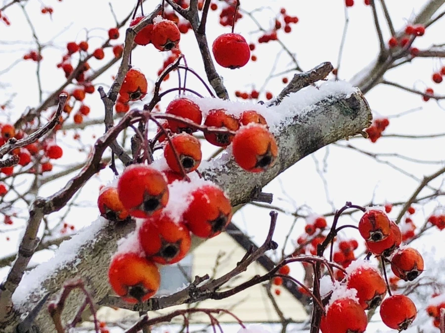 IMG_3481.jpg?type=w966