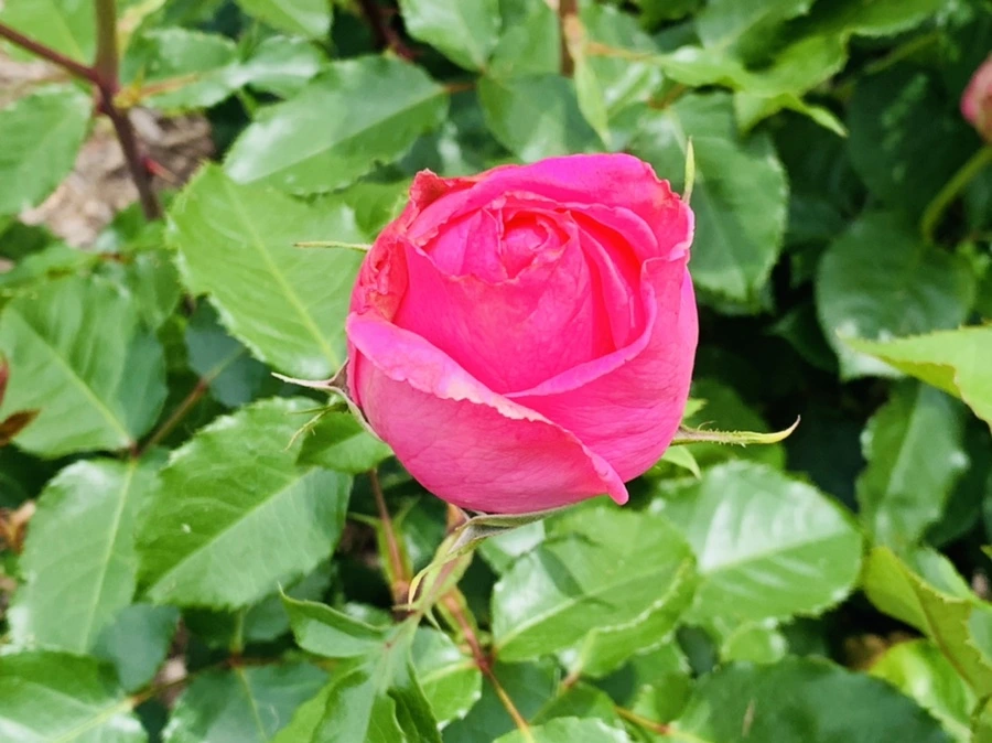 IMG_9652.jpg?type=w966