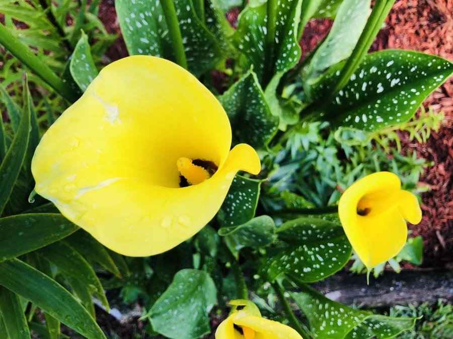 IMG_1513.jpg?type=w966