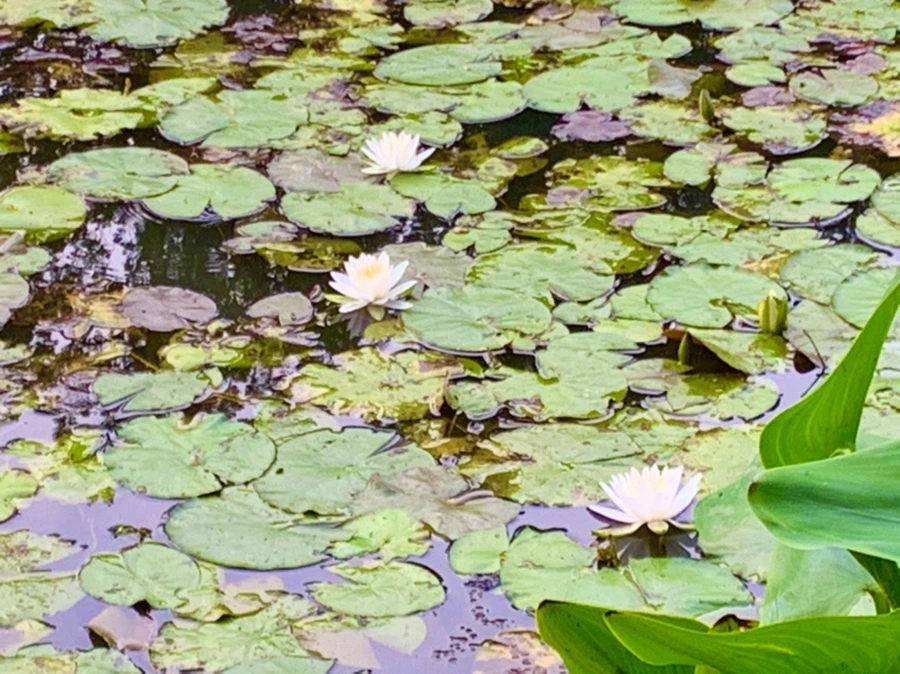 IMG_1853.jpg?type=w966