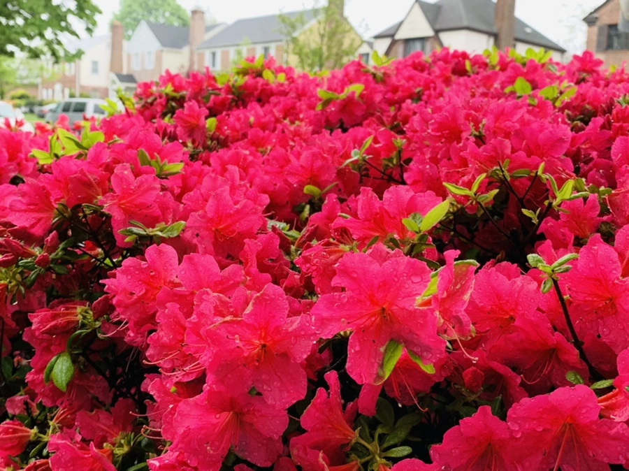 IMG_9336.jpg?type=w966