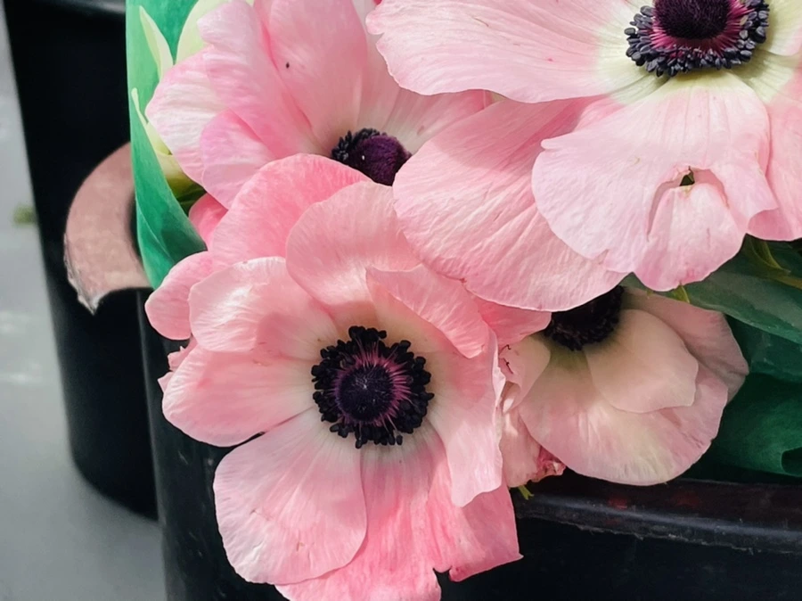 IMG_2230.jpg?type=w966