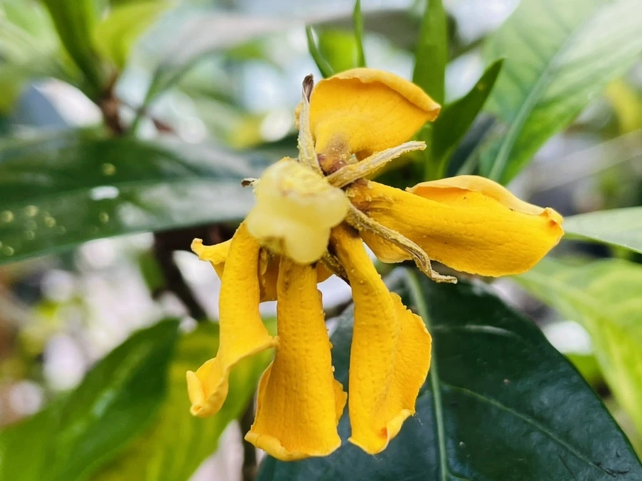 IMG_5209.jpg?type=w966