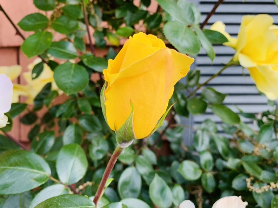 IMG_3404.jpg?type=w966