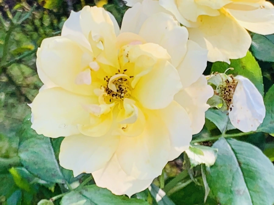 IMG_1225.jpg?type=w966