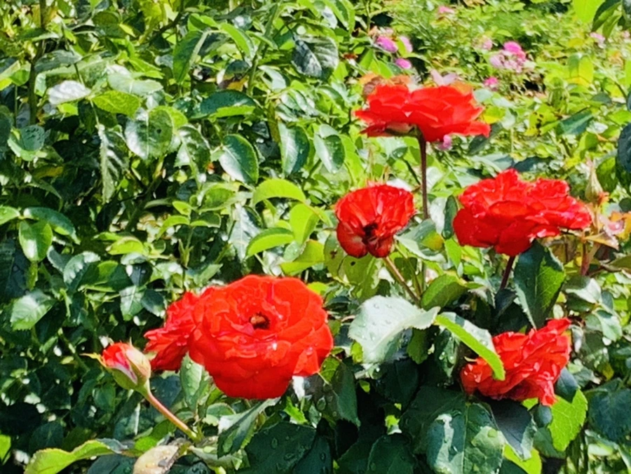 IMG_8474.jpg?type=w966