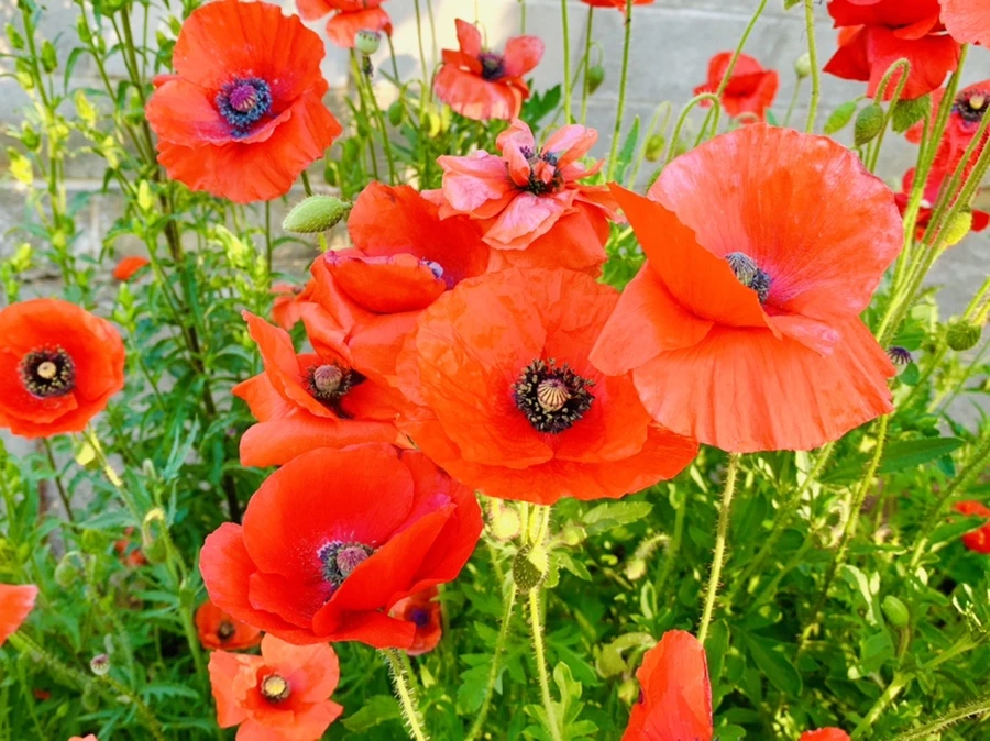 IMG_3307.jpg?type=w966