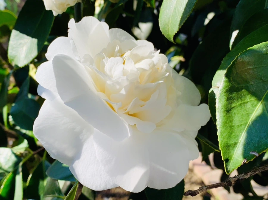 IMG_7530.jpg?type=w966