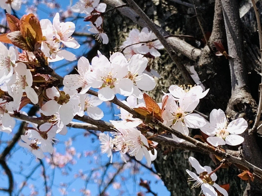 IMG_7730.jpg?type=w966