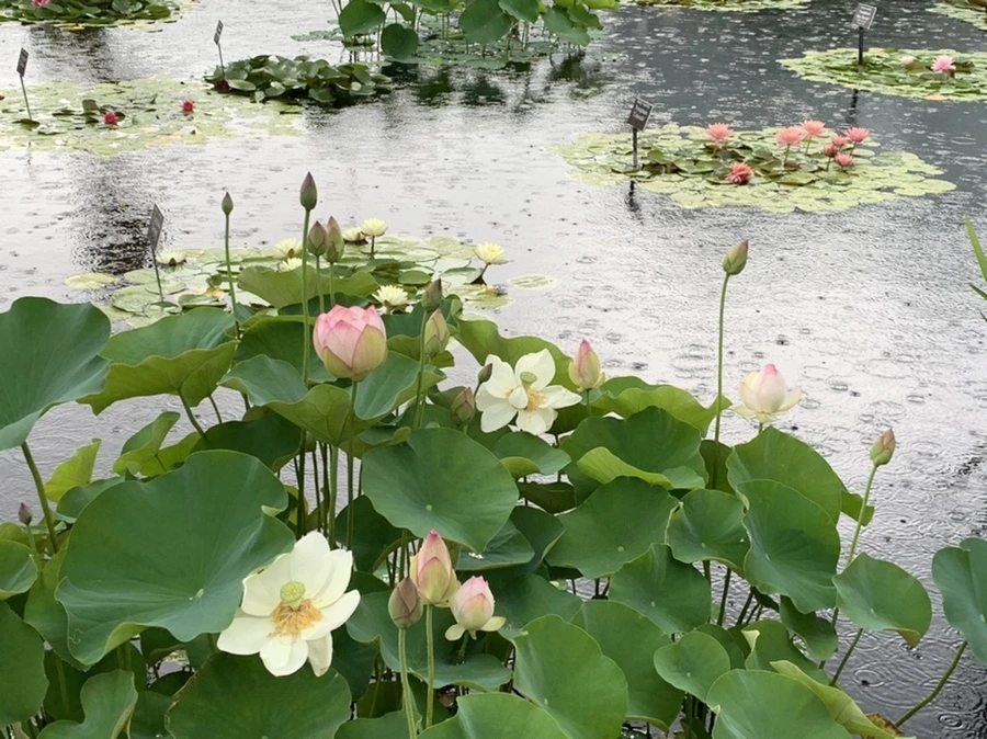 IMG_9522.jpg?type=w966