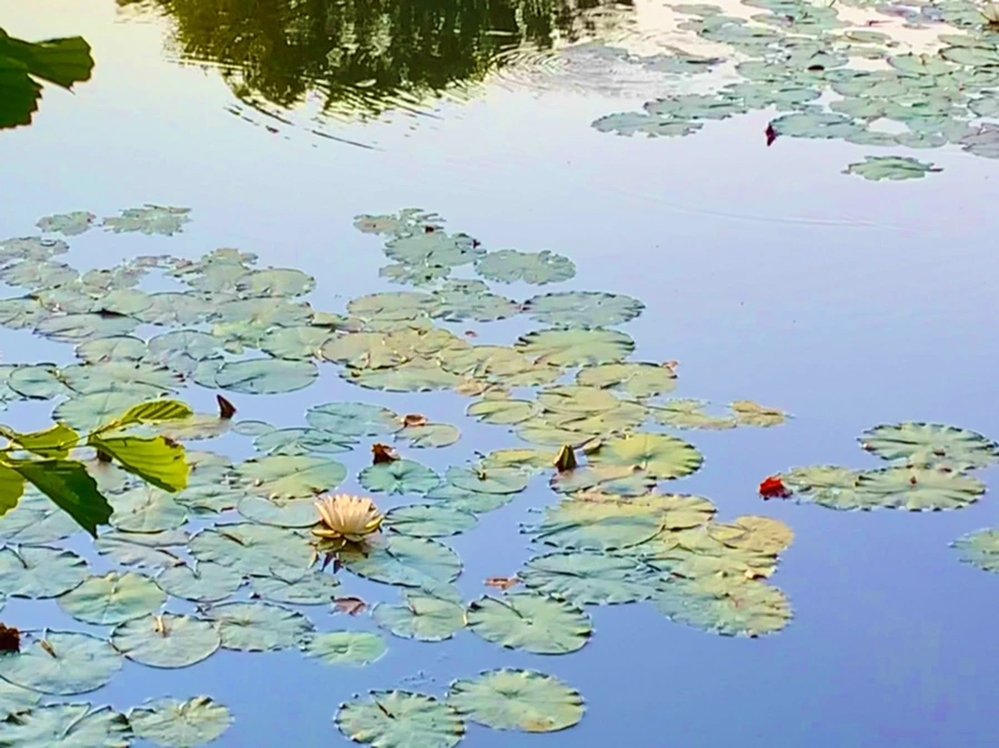 IMG_1056.jpg?type=w966