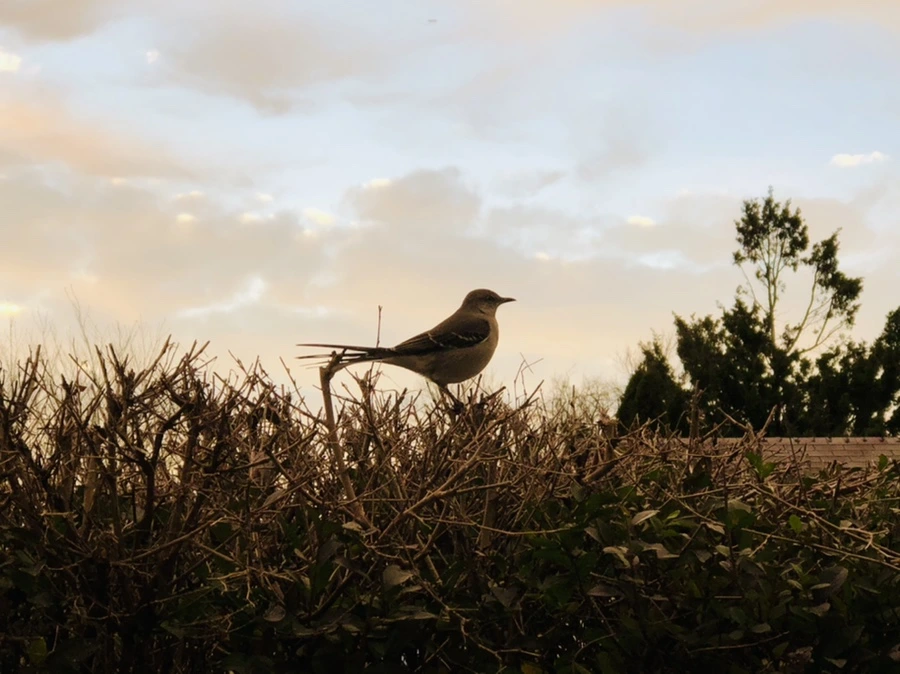 IMG_8224.jpg?type=w966