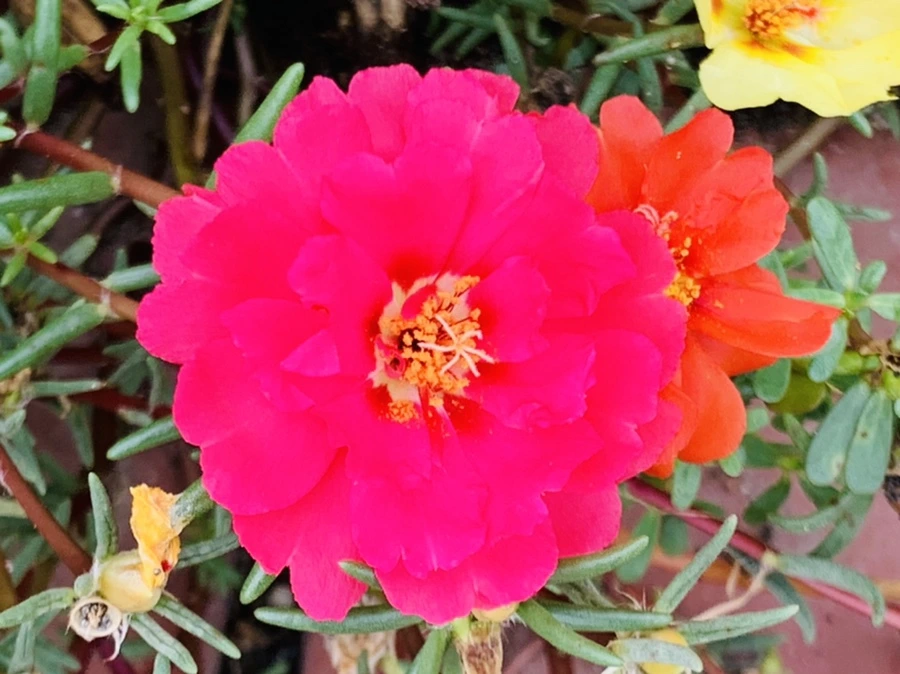 IMG_5913.jpg?type=w966