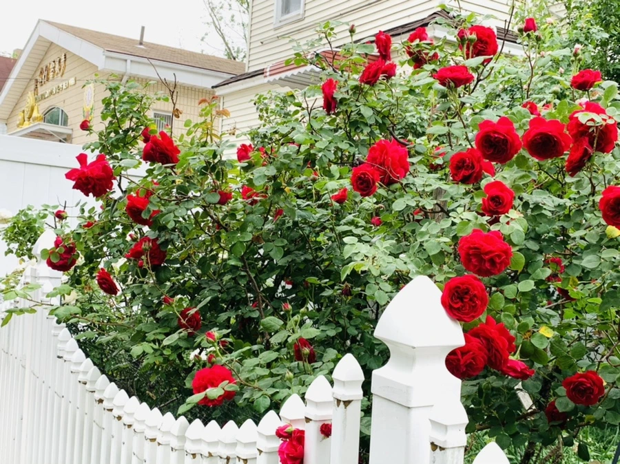 IMG_5985.jpg?type=w966