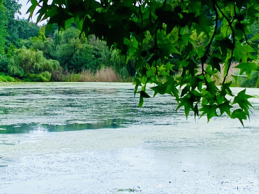 IMG_7499.jpg?type=w966