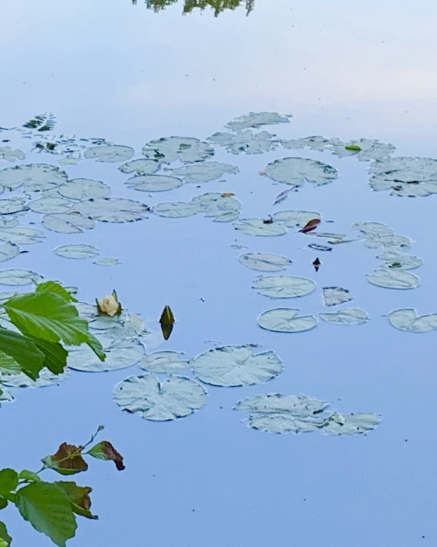 IMG_2979.jpg?type=w966