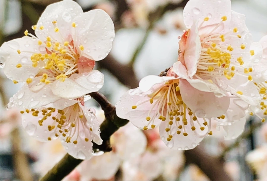 IMG_1781.jpg?type=w966