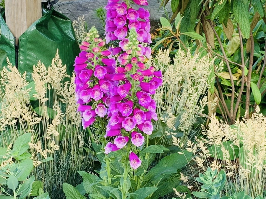 IMG_7353.jpg?type=w966