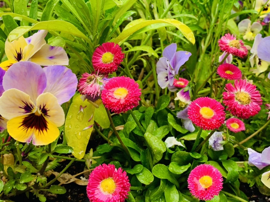 IMG_9825.jpg?type=w966