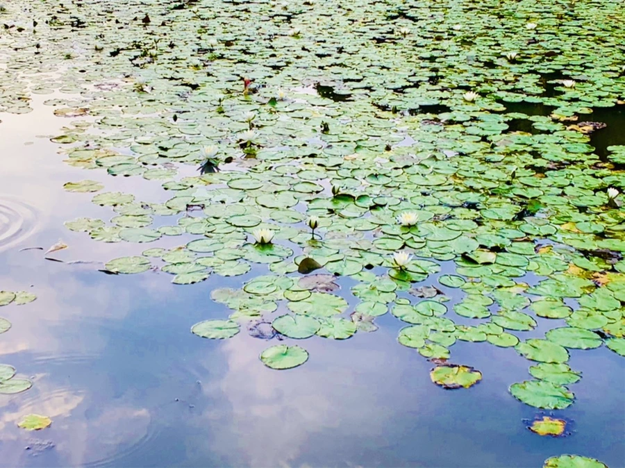 IMG_1866.jpg?type=w966