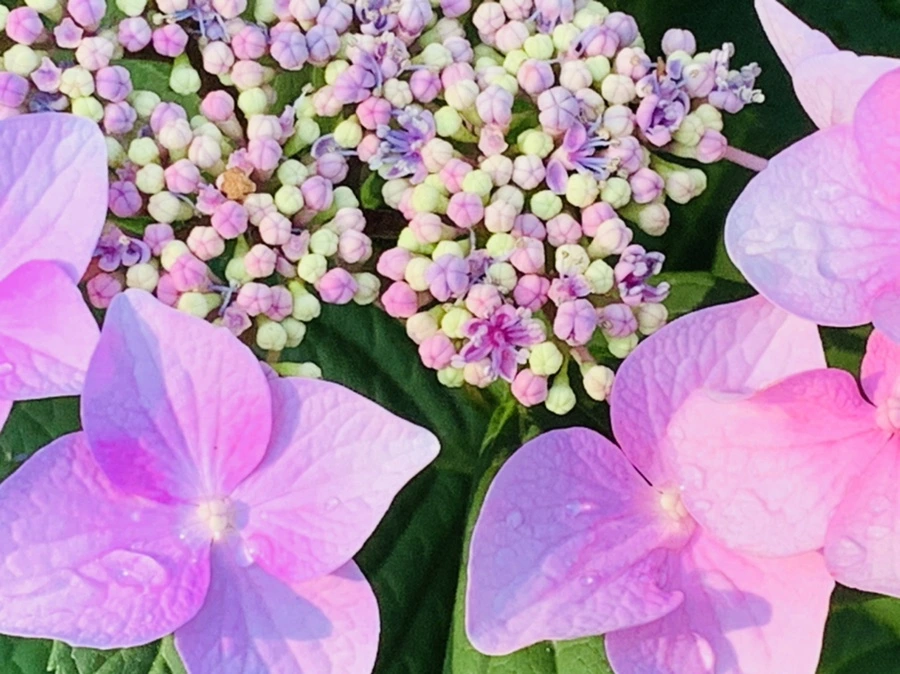 IMG_6060.jpg?type=w966