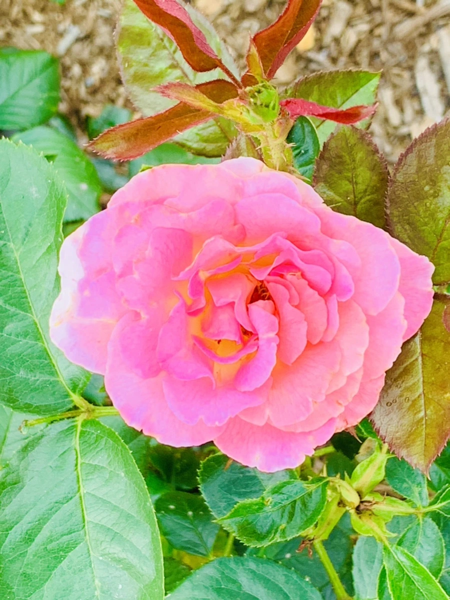 IMG_2689.jpg?type=w966