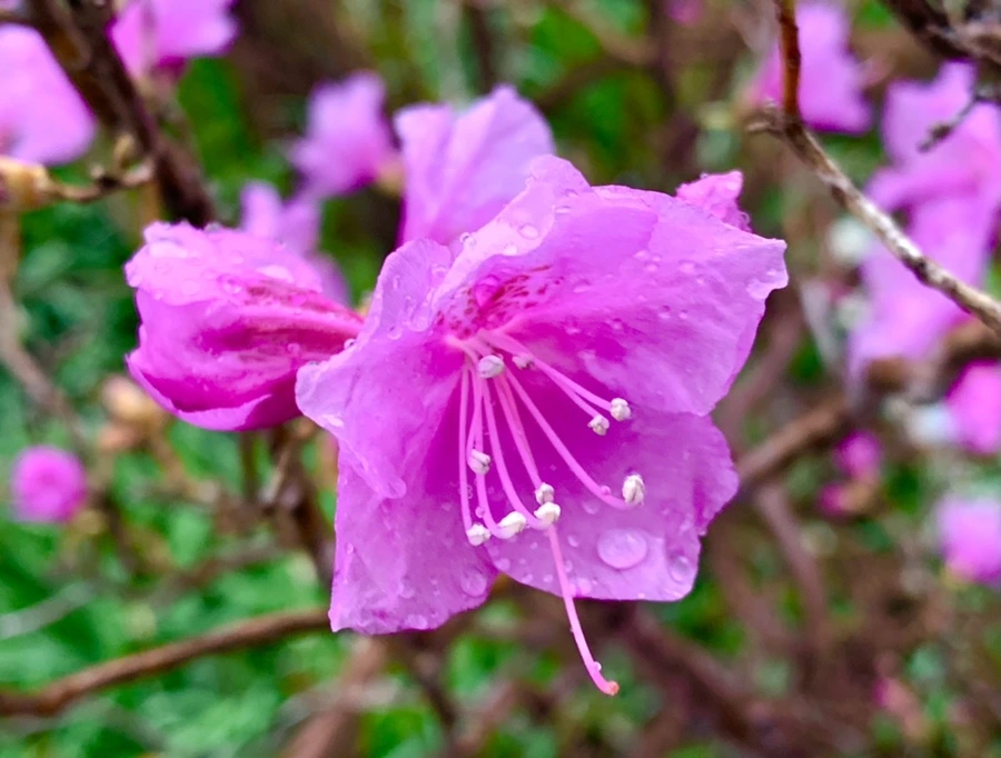 IMG_4861.jpg?type=w966