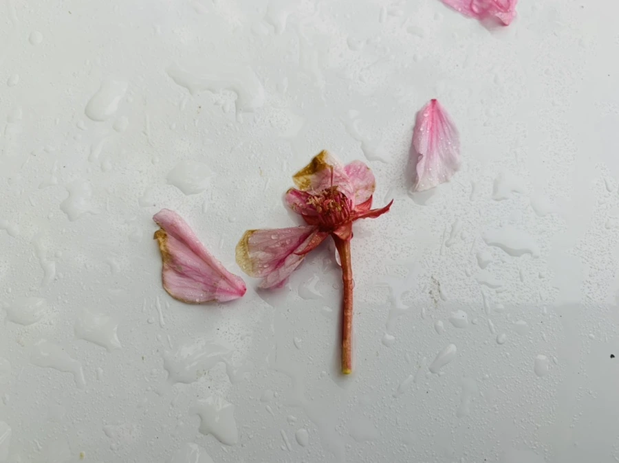 IMG_9256.jpg?type=w966