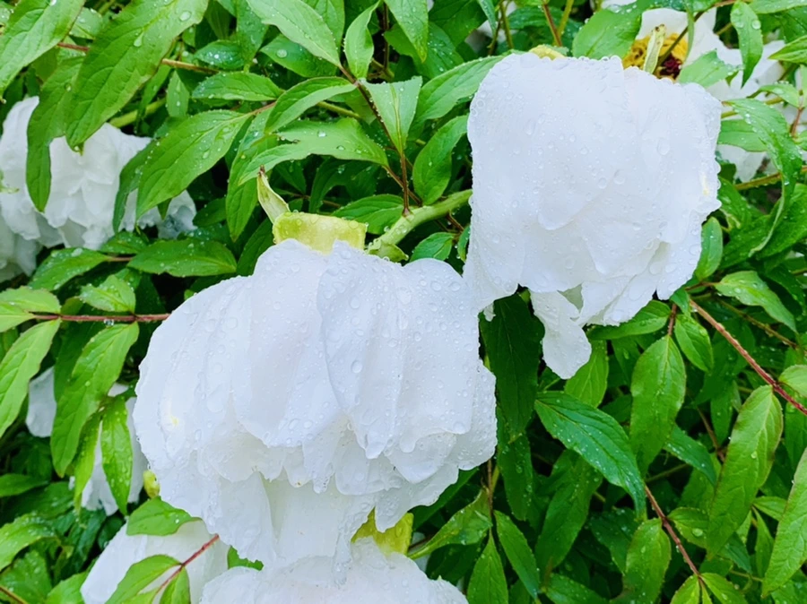 IMG_9300.jpg?type=w966