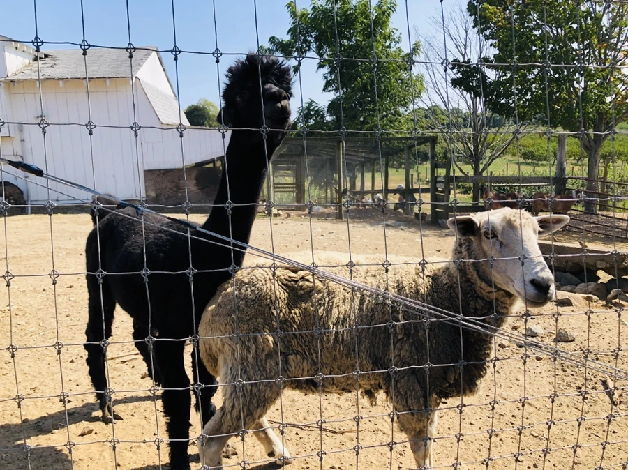 IMG_0769.jpg?type=w966