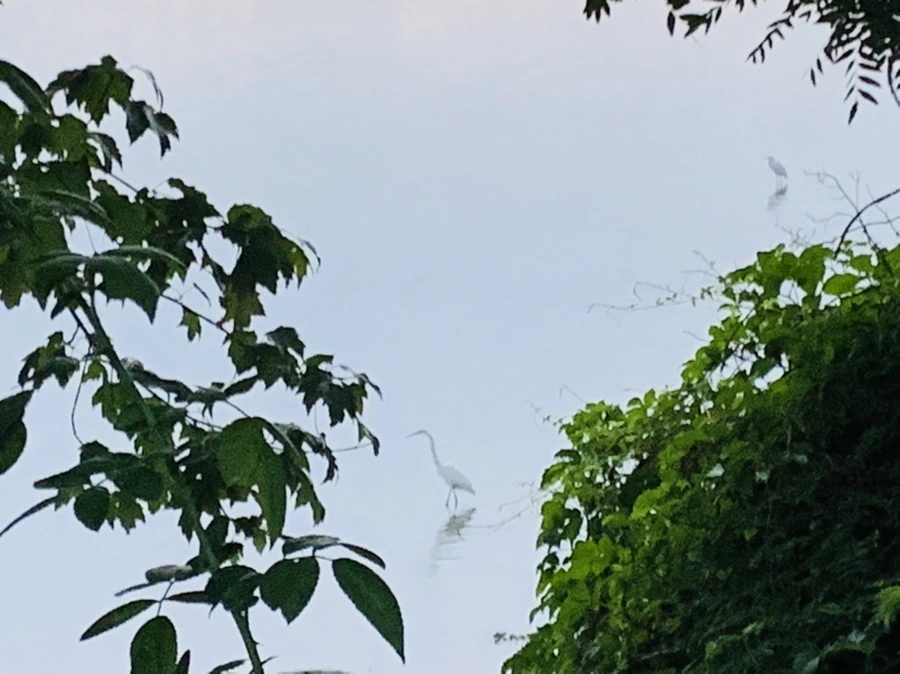 IMG_0106.jpg?type=w966