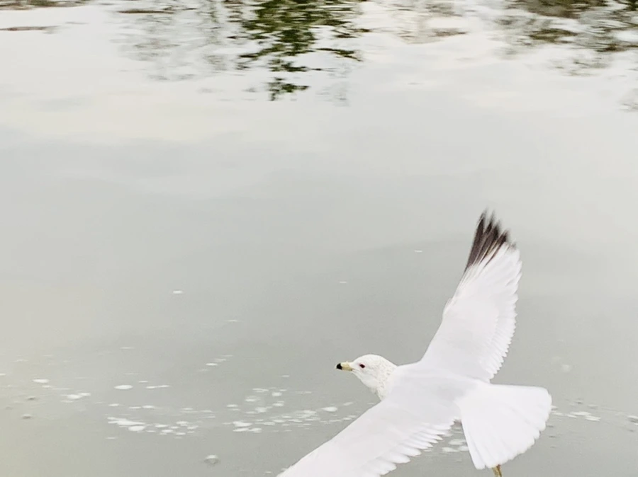 IMG_1743.jpg?type=w966