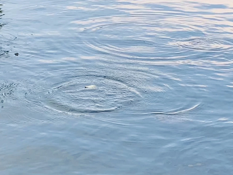 IMG_1678.jpg?type=w966