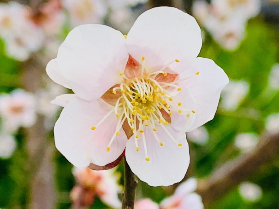 IMG_1033.jpg?type=w966