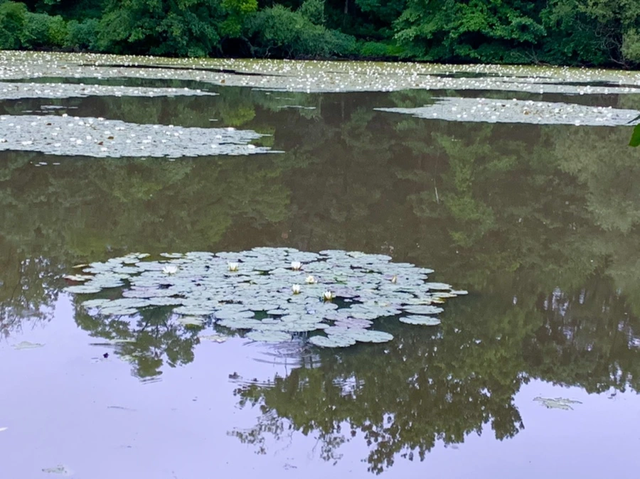 IMG_6923.jpg?type=w966