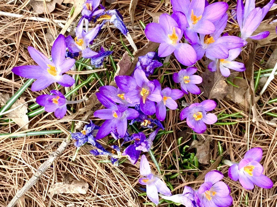 IMG_1240.jpg?type=w966