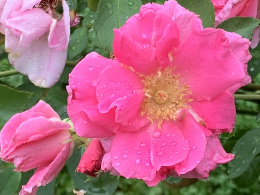 IMG_0939.jpg?type=w966