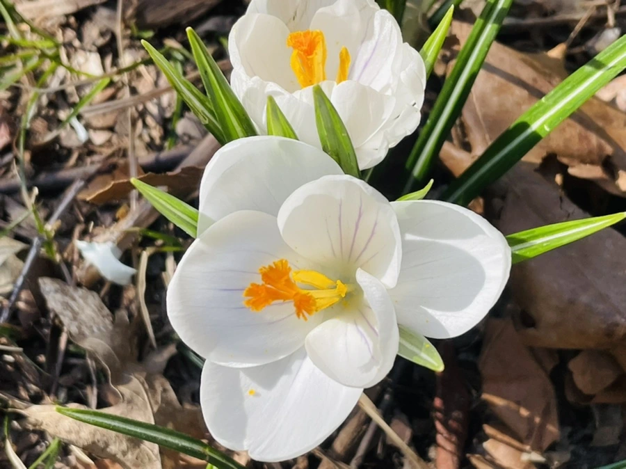 IMG_5578.jpg?type=w966