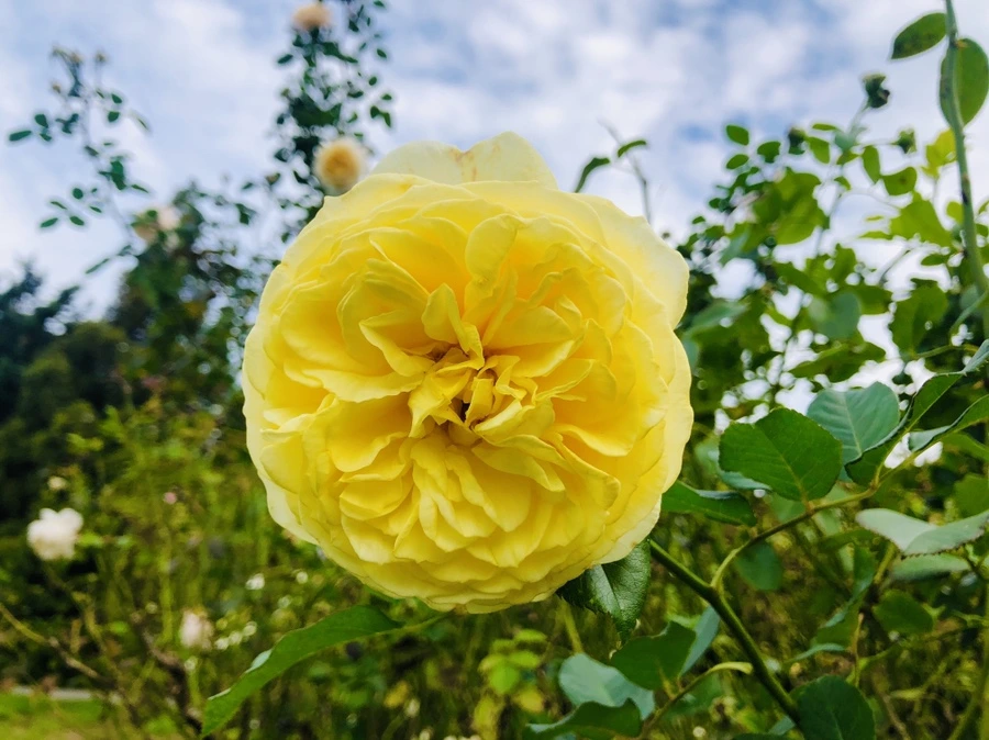 IMG_2802.jpg?type=w966