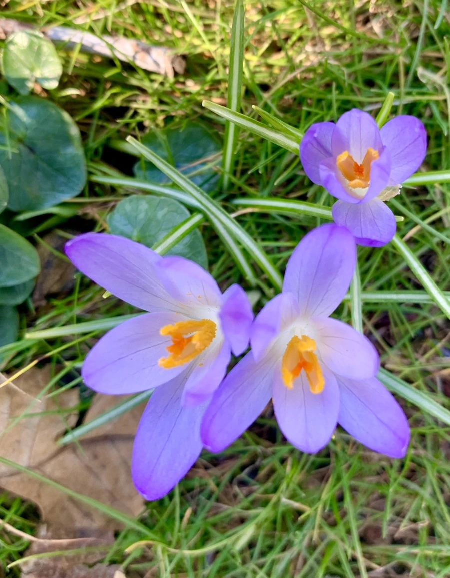 IMG_7050.jpg?type=w966