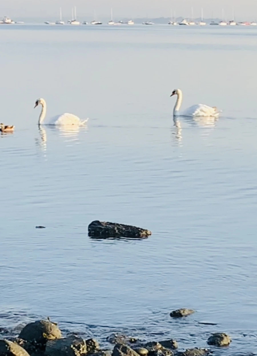 IMG_7373.jpg?type=w966