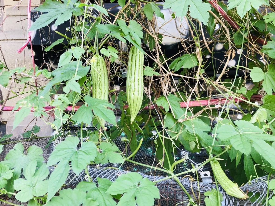 IMG_7272.jpg?type=w966