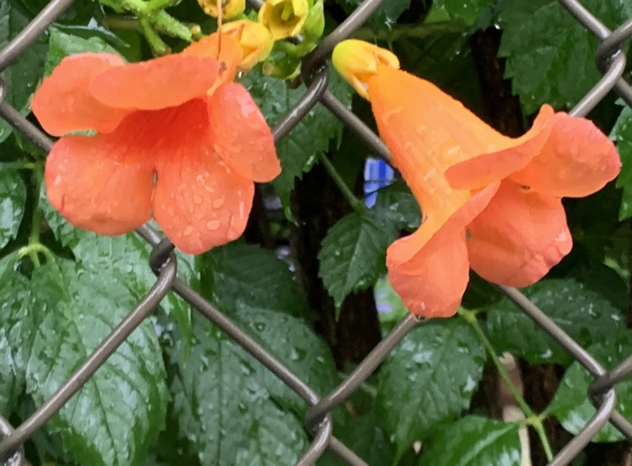 IMG_3842.jpg?type=w966