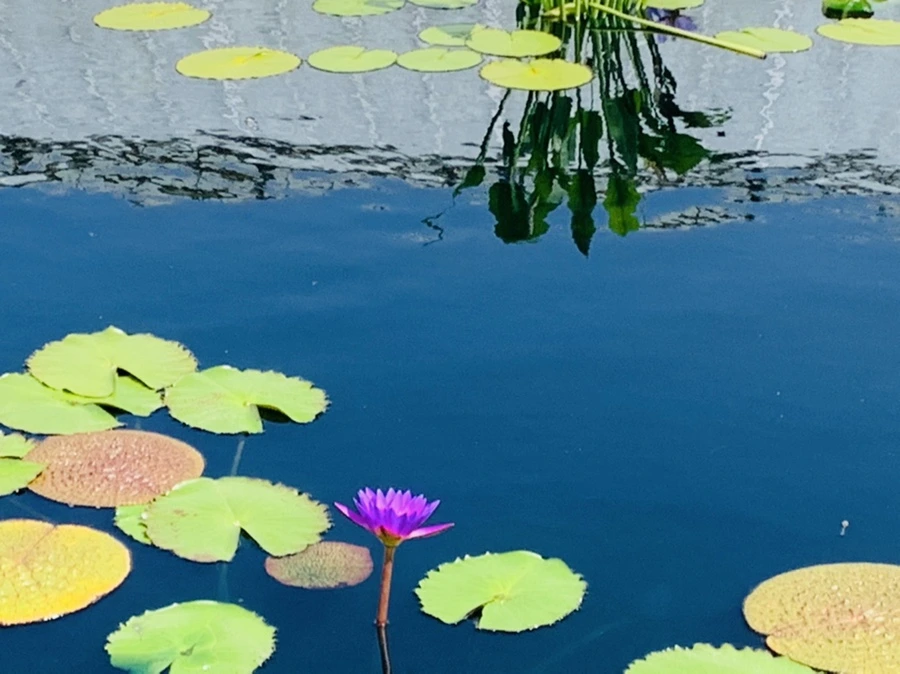 IMG_8993.jpg?type=w966