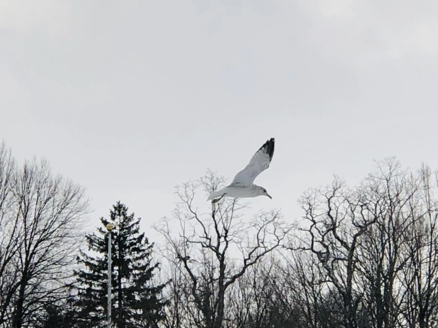 IMG_3774.jpg?type=w966