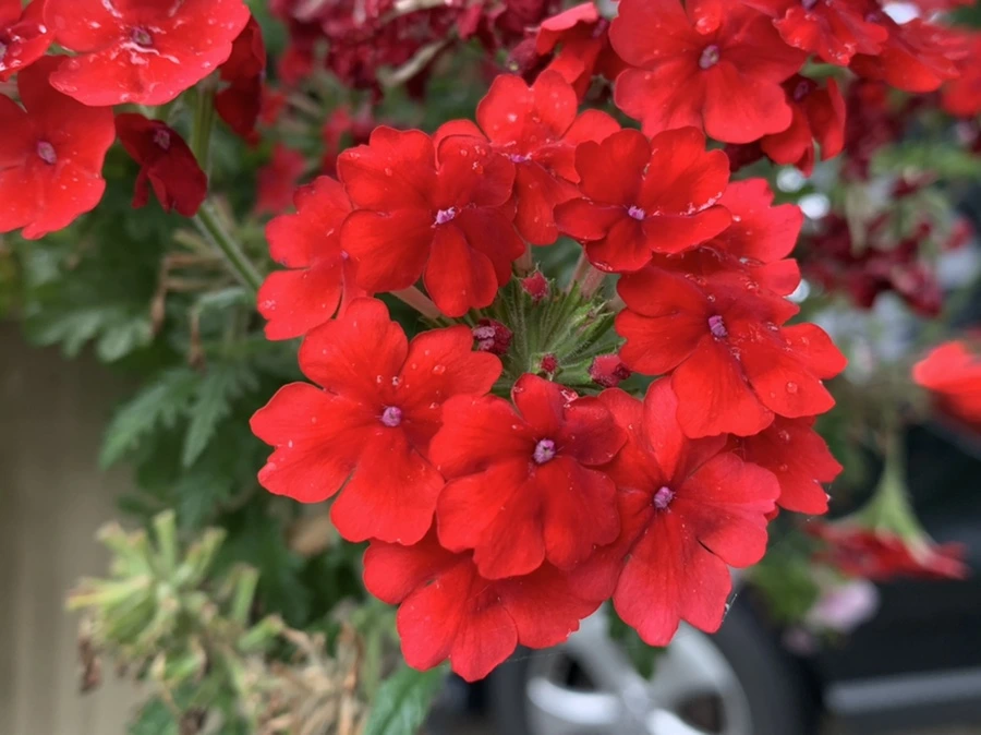 IMG_3548.jpg?type=w966