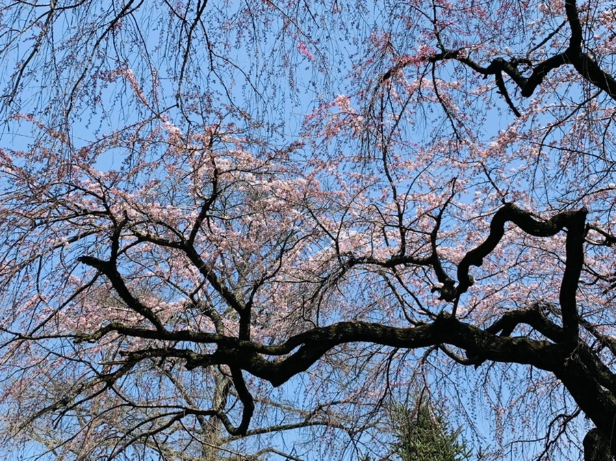 IMG_7306.jpg?type=w966