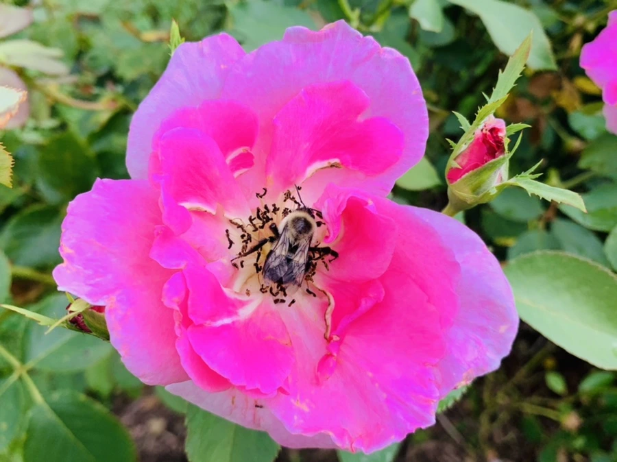 IMG_8755.jpg?type=w966