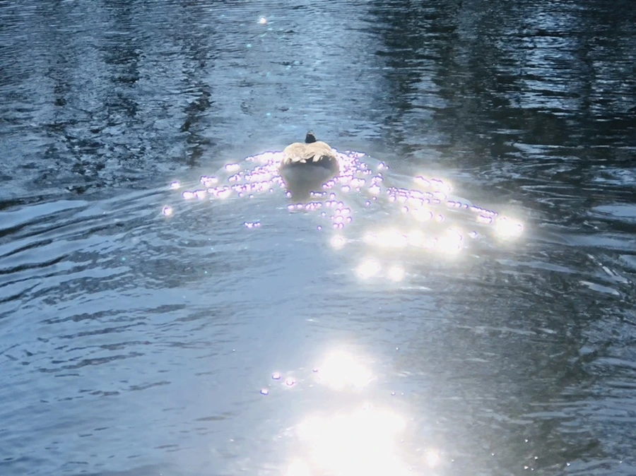 IMG_0288.jpg?type=w966